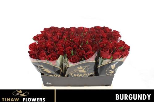 Rosa grootbloemig Burgundy