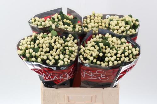 Hypericum androsaemum Cool Romance
