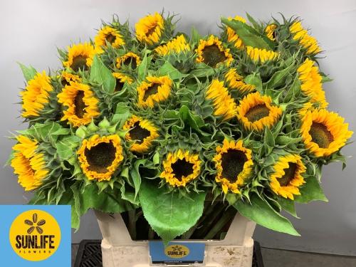 Helianthus annuus 'Sunrich Orange'