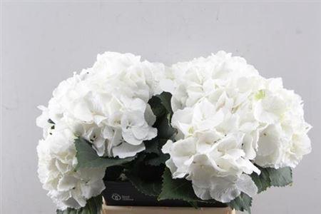 Hydrangea macrophylla 'Schneeball'