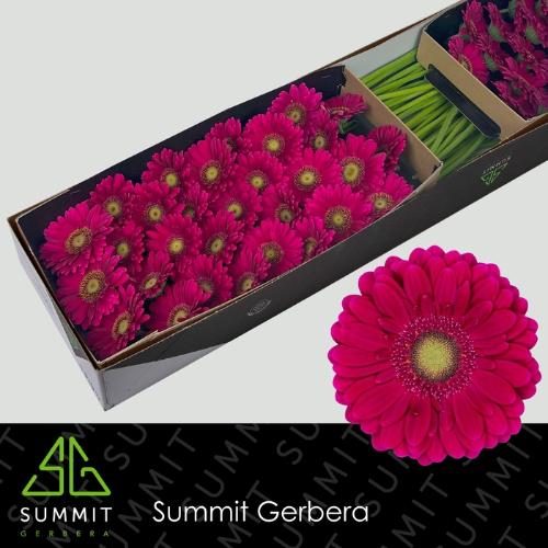 Gerbera mini Vivian