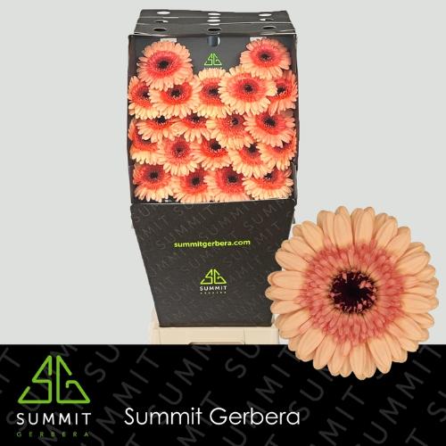 Gerbera mini Oreo
