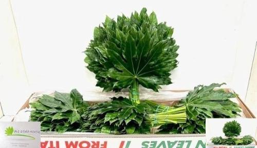 Fatsia japonica (blad)