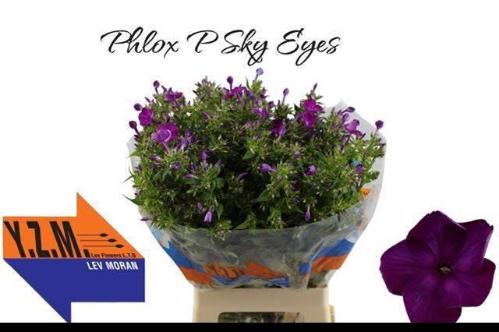 Phlox Paniculata Grp 'Sky Eyes'