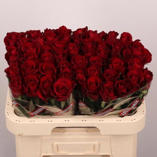 Rosa grootbloemig Ever Red