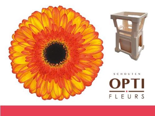 Gerbera grootbloemig Spotlight