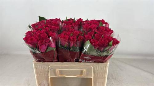 Rosa grootbloemig Xenon