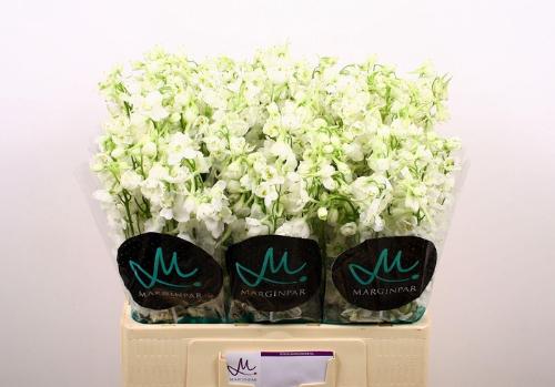 Delphinium enkelbloemig (Belladonna Grp) Bella Andes White