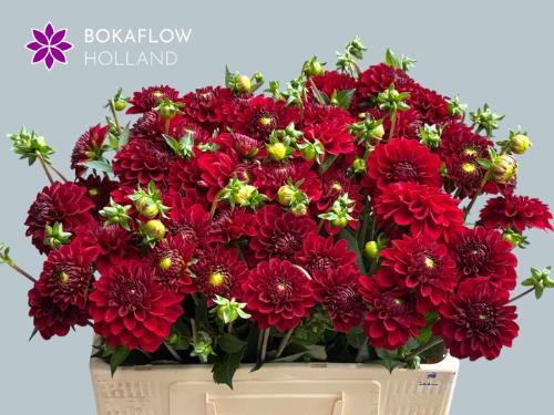 Dahlia 'Red Cap'