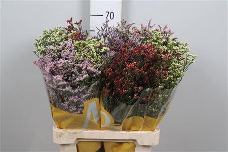 Limonium sinensis Diamond gemengd