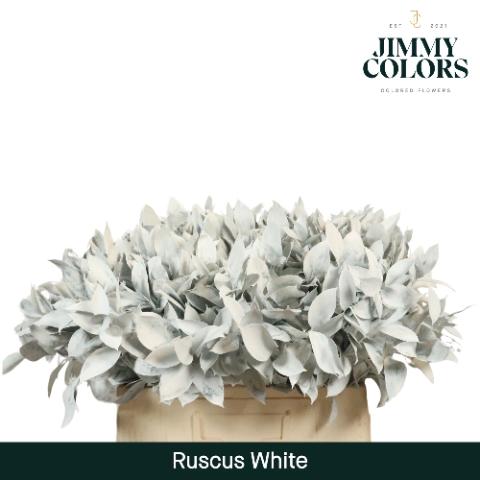 Ruscus kleurbehandeld H%
