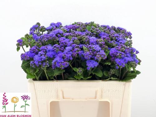 Ageratum houstonianum 'Blue Horizon'