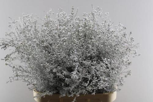 Chamelaucium kleurbehandeld H%