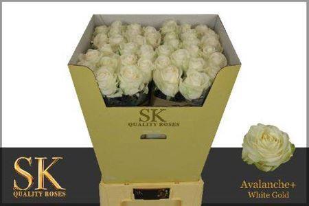 Rosa grootbloemig Avalanche+