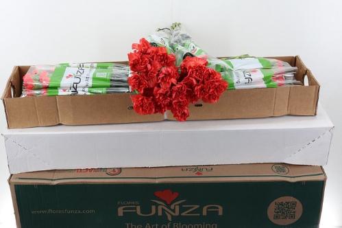 Dianthus standaard overig