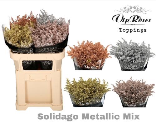 Solidago kleurbehandeld H%