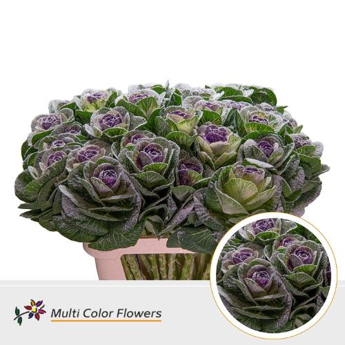 Brassica oleracea kleurbehandeld H%