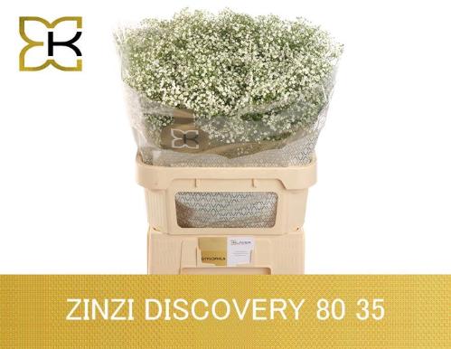Gypsophila paniculata Zinzi Discovery