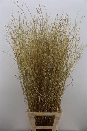 Betula kleurbehandeld H%