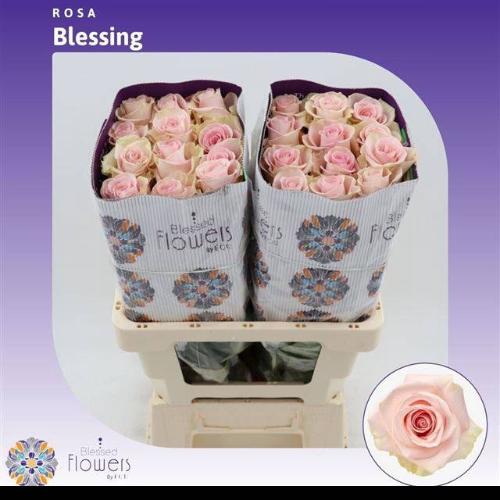 Rosa grootbloemig Blessing