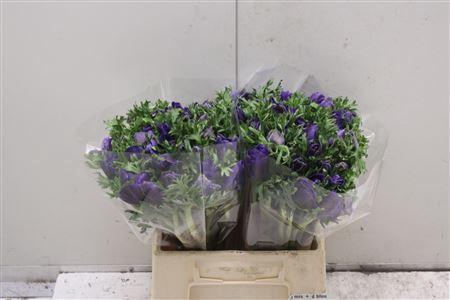 Anemone coronaria 'Mistral Plus Dark Blue'