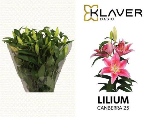 Lilium Oriental Grp 'Canberra'