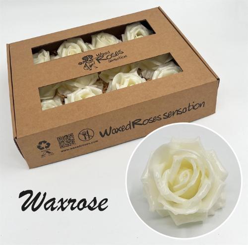 Rosa grootbloemig gewaxt H%