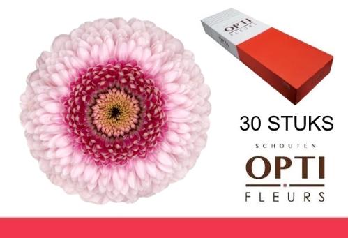 Gerbera mini bolvormig Pomponi Camilla