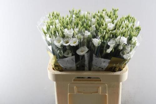Eustoma russellianum enkelbloemig 'Piccolo White'
