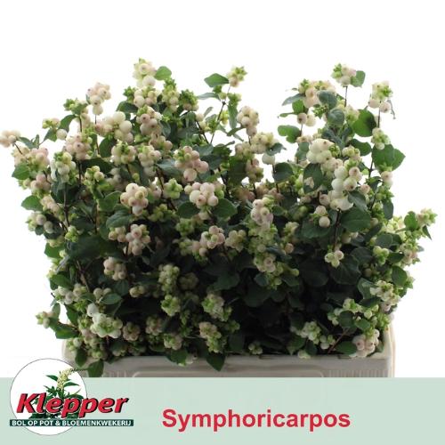 Symphoricarpos Magical Autumn Blush