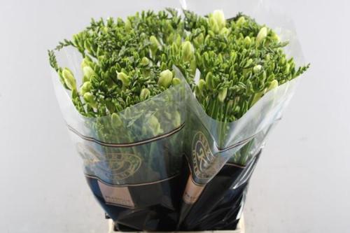 Freesia enkelbloemig 'Diamond River'