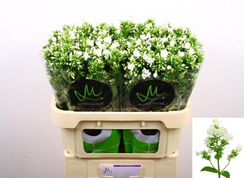 Phlox Paniculata Grp Icecap