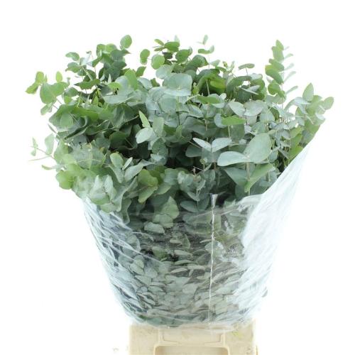 Eucalyptus per bos cinerea