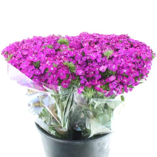 Dianthus barbatus 'Amazon Neon Purple'