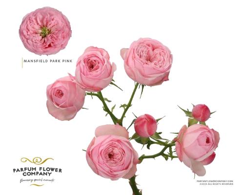 Rosa tros Mansfield Pink Park