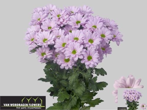 Chrysanthemum (Indicum Grp) tros Kennedy Rosy