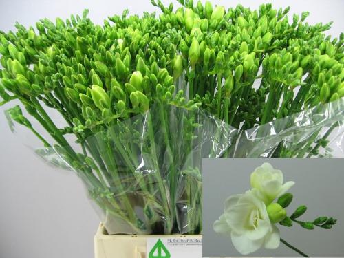 Freesia dubbelbloemig Versailles