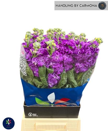 Matthiola incana 'Iron Purple'