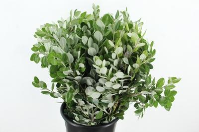 Metrosideros excelsa per bos