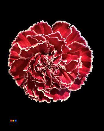 Dianthus standaard kleurbehandeld H%