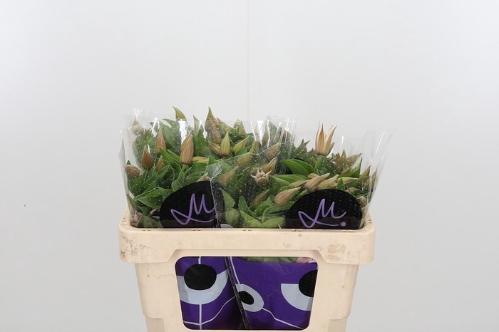 Clematis Amazing Kansas