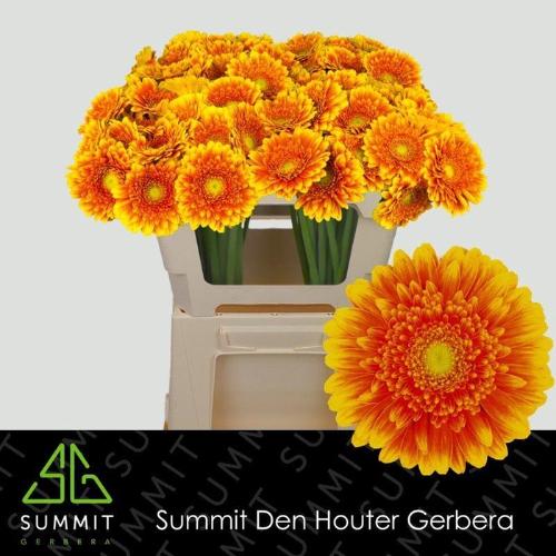 Gerbera mini 'Franky'