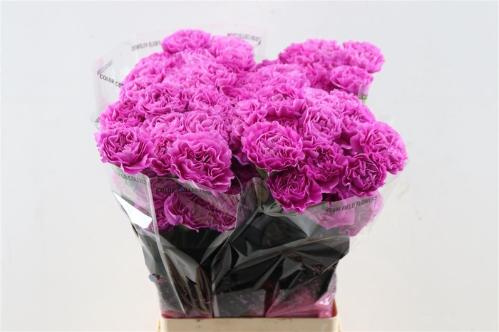 Dianthus standaard Haiku