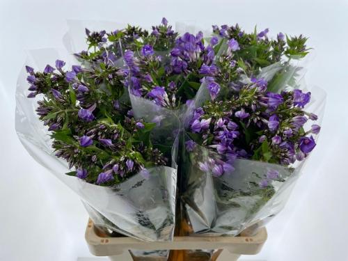 Phlox Paniculata Grp 'Crissy'