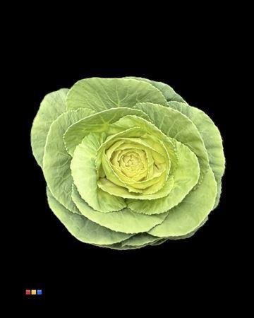 Brassica oleracea kleurbehandeld H%