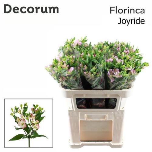 Alstroemeria florinca Joy Ride