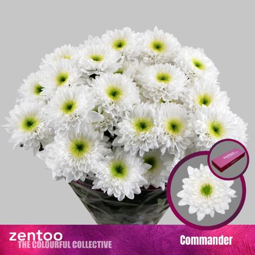 Chrysanthemum (Indicum Grp) tros Commander