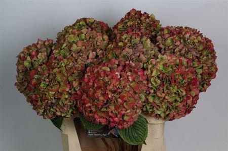 Hydrangea macrophylla Glowing Alps (classic)