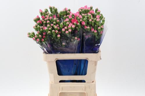 Dianthus tros overig