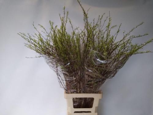 Spiraea cinerea 'Grefsheim'